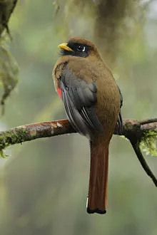 Images Dated 15th August 2017: Masked Trogon