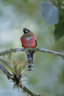 Images Dated 3rd February 2018: Masked Trogon (Trogon personatus)
