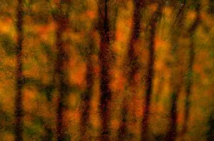 Piece Prints: Massachusetts. Other common names: hard or rock maple. Native to eastern North America