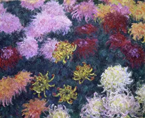 Monet Prints: Massif De Chrysanthèmes (Bed Of Chrysanthemums)