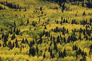 Massive mountain slope of dense aspen trees (Populus Tremuloides) and evergreens in fall color, Sneffels Range, Sneffels Wilderness Area, Uncompahgre National Forest, Colorado, USA