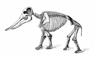 Images Dated 6th August 2018: Mastodon angustidens skeleton