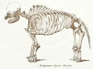 Images Dated 3rd April 2017: Mastodon skeletons engraving 1803