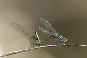 Mating pair of Blue-tailed Damselflies (Ischnura elegans), Bavaria, Germany, Europe