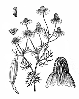 Choice Gallery: Matricaria chamomilla or German chamomile
