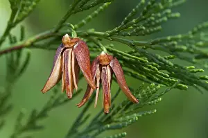 United States Of America Prints: Mature female cones of the California Incense Cedar -Calocedrus decurrens