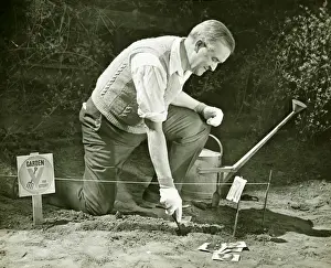 50 59 Years Prints: Mature man working on World War II Victory Garden, (B&W)