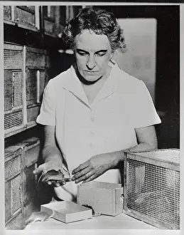 House Mouse Prints: Maude Slye Working in Her Lab