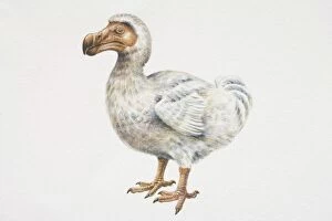 Curve Collection: Mauritian Dodo (Raphus cucullatus), compact bird with curved, brown bill and brown feet, side view