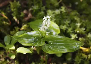 May Lily (Maianthemum bifolium), Germany, Europe