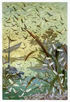 Images Dated 2nd March 2017: Mayflies Chromolithograph 1884