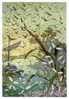 Engravings Gallery: Mayflies Chromolithograph 1884