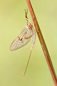 Images Dated 24th June 2013: Mayfly -Ephemeroptera- on blade of grass, North Hesse, Hesse, Germany
