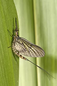 Arthropoda Gallery: Mayfly or Green Drake -Ephemera danica-, Untergroeningen, Baden-Wuerttemberg, Germany, Europe