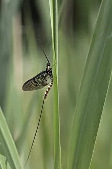 Mayfly or Shadfly -Ephemeroptera-, Ummendorfer Ried nature reserve, Upper Swabia, Baden-Wuerttemberg, Germany, Europe