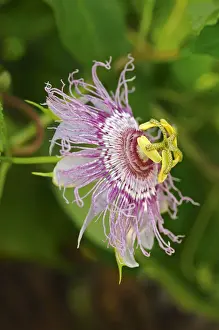 Maypop or Purple passionflower -Passiflora incarnata-, USA, America