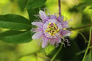 Maypop or Purple passionflower -Passiflora incarnata-, USA, America