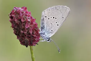 Mazarine Blue -Polyommatus semiargus- butterfly showing the underside of its wing on a Great Burnet -Sanguisorba