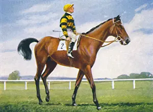Racetrack Prints: Meadow