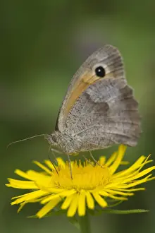 Nymphalidae Prints: Meadow Brown -Maniola jurtina- on a British Yellowhead -Inula britannica