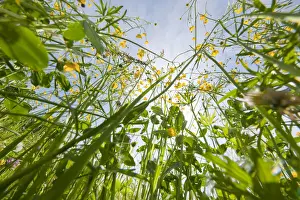 Buttercup Prints: Meadow Buttercup, Tall Buttercup or Giant Buttercup -Ranunculus acris