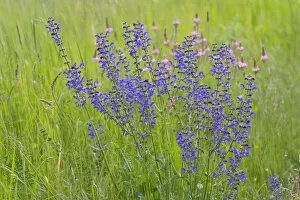 Images Dated 8th June 2013: Meadow Clary or Meadow Sage -Salvia pratensis-, flowering, Thuringia, Germany