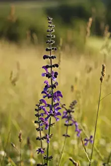 Medicines Prints: Meadow Clary (Salvia pratensis), Bavaria, Germany, Europe
