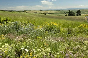 Images Dated 9th June 2014: Meadow with colorful wildflowers, Palouse, Washington State, USA