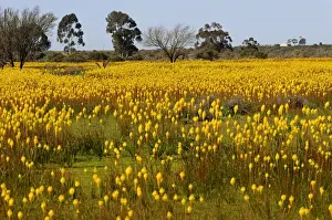 Plateau Prints: Meadow with countless Bulbinella latifolia or rooikatstert (Bulbinella latifolia)