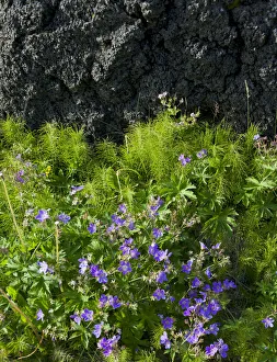 Spermatophyte Gallery: Meadow Cranesbill -Geranium pratense-, Buoir or Faskruosfjoerour, Snaefellsnes, Snaefellsness