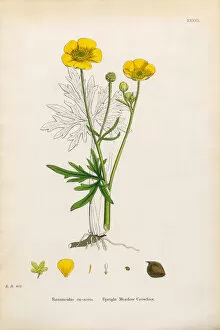 Images Dated 6th January 2017: Meadow Crowfoot, Ranunculus eu-acris, Victorian Botanical Illustration, 1863