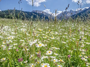 Meadow with daisies -Leucanthemum vulgare- at Axamer Lizum, Mt Kalkkoegel at back, Tyrol, Austria, Europe