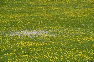 Picture Detail Collection: Meadow with Dandelions -Taraxacum officinale- in spring, Bavaria, Germany