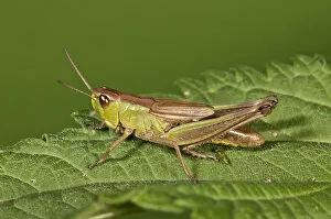 Images Dated 10th July 2012: Meadow Grasshopper -Chorthippus parallelus-, female, Untergroeningen, Baden-Wuerttemberg, Germany