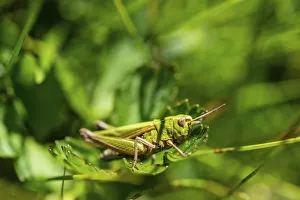 Images Dated 7th June 2014: Meadow Grasshopper -Chorthippus parallelus- in the grass