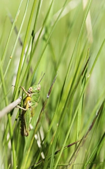 Images Dated 7th June 2014: Meadow Grasshopper -Chorthippus parallelus- in the grass