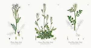 Images Dated 16th November 2017: Meadow Ladya┬Ç┬Ös Smock, Cardamine Pratensis, Victorian Botanical Illustration, 1863