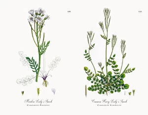 Images Dated 16th November 2017: Meadow Ladya┬Ç┬Ös Smock, Cardamine Pratensis, Victorian Botanical Illustration, 1863