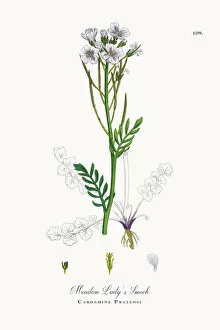 Images Dated 27th September 2017: Meadow Ladya┬Ç┬Ös Smock, Cardamine Pratensis, Victorian Botanical Illustration, 1863