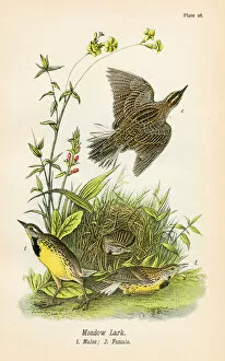 Images Dated 19th May 2017: Meadow lark bird lithograph 1890