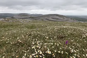 Clare Prints: Meadow with Mountain Avens or White Dryas (Dryas octopetala)
