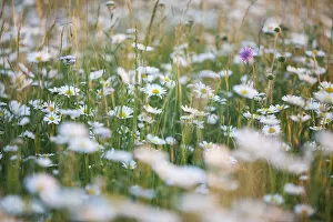 Meadow with oxeye daisies -Leucanthemum vulgare-, Ingolstadt, Bavaria, Germany, Europe