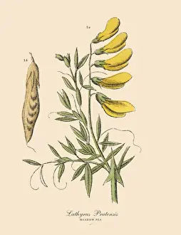 Alfalfa Prints: Meadow Pea, Legumes, Victorian Botanical Illustration