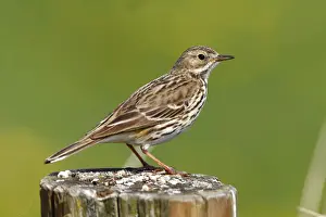 Pole Prints: Meadow pipit -Anthus pratensis- perched on a fence post