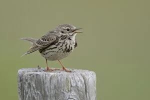 Opened Gallery: Meadow Pipit -Anthus pratensis- perched on a post, Buren, Ameland, The Netherlands