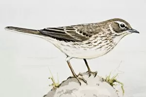 Images Dated 27th June 2007: Meadow pipit (Anthus pratensis), side view
