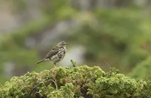 Passeriformes Prints: Meadow Pipit or Titlark (Anthus pratensis), Lofoten, Norway, Scandinavia, Europe