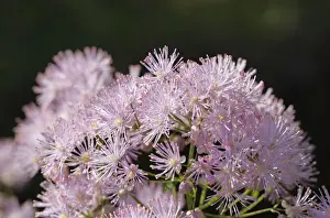 Buttercup Prints: Meadow rue (Thalictrum aquilegiifolium), Bavaria, Germany, Europe