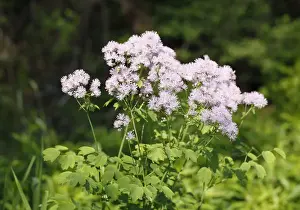 Bavaria Prints: Meadow rue (Thalictrum aquilegiifolium), Bavaria, Germany, Europe