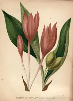 Portrait Plants Prints: Meadow Saffron